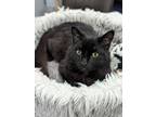 Adopt Denzel Washington a Domestic Medium Hair