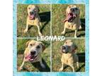 Adopt Leonard CFS# 240040835 a Labrador Retriever