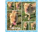 Adopt Ortega CFS# 240040835 a Labrador Retriever