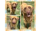 Adopt Bam-Bam CFS# 240040835 a Labrador Retriever, Hound