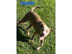 Adopt Heath a Pit Bull Terrier