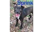 Adopt Sprinkler a Pit Bull Terrier