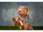 Adopt Musket a Pit Bull Terrier