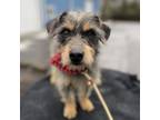 Adopt Morty a Terrier