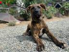 Adopt Dewey a German Shepherd Dog, Mixed Breed