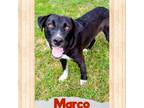 Adopt Marco a Labrador Retriever, Border Collie
