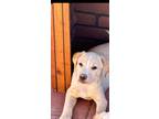 Adopt Lincoln a Labrador Retriever