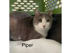 Adopt Piper a Domestic Short Hair