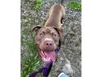 Adopt Beans a American Staffordshire Terrier, Mixed Breed