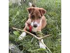 Adopt Cobolt a Jack Russell Terrier, Mixed Breed