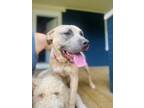 Adopt Blink a Mixed Breed