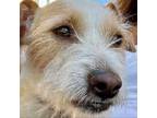 Adopt Artie F NV a Jack Russell Terrier