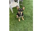 Adopt Bradley a Doberman Pinscher, German Shepherd Dog