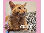 Adopt Gillie a Domestic Short Hair