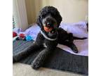 Adopt Tango a Standard Poodle, Black Labrador Retriever