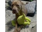 Adopt Bullet (Judge Cupcake) a Pit Bull Terrier