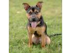 Adopt Otto a Mixed Breed