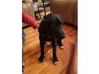 Adopt Tramp a Labrador Retriever, Basset Hound