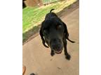 Adopt Barney a Black and Tan Coonhound, Rottweiler