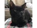 Adopt Fred (bonded to Jonathan) a Domestic Short Hair
