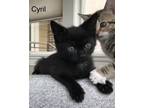 Adopt Cyril (bonded to Violet) a Domestic Short Hair