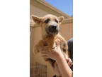 Adopt Celtic a Airedale Terrier, German Shepherd Dog