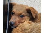 Adopt Stymie a Pit Bull Terrier, Shepherd