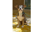 Adopt Arftoo-d2 a Pit Bull Terrier, Mixed Breed
