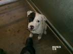 Adopt Petie * a American Staffordshire Terrier