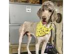 Adopt Coco a Standard Poodle