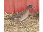 Adopt Sandy a Duck