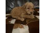 Mutt Puppy for sale in Kaufman, TX, USA