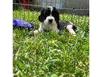 English Springer Spaniel Puppy for sale in Decatur, IN, USA