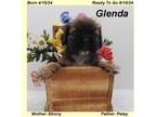 Cocker Spaniel Puppy for sale in Springfield, MO, USA