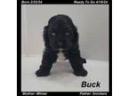 Cocker Spaniel Puppy for sale in Springfield, MO, USA