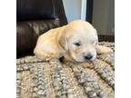 Golden Retriever Puppy for sale in Plymouth, IN, USA