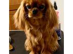 Cavalier King Charles Spaniel Puppy for sale in Lynchburg, VA, USA