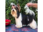 Biewer Terrier Puppy for sale in Lynchburg, VA, USA
