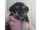 Schnauzer (Miniature) Puppy for sale in Cumberland, MD, USA