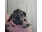 Schnauzer (Miniature) Puppy for sale in Cumberland, MD, USA
