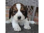 English Springer Spaniel Puppy for sale in Alta Vista, IA, USA
