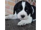English Springer Spaniel Puppy for sale in Alta Vista, IA, USA