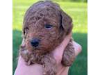 Poodle (Toy) Puppy for sale in Kalamazoo, MI, USA