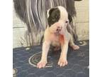 Olde Bulldog Puppy for sale in Beaver Dam, KY, USA