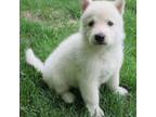German Shepherd Dog Puppy for sale in Antrim, NH, USA