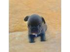 French Bulldog Puppy for sale in Papillion, NE, USA