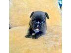 French Bulldog Puppy for sale in Papillion, NE, USA