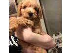 Bichon Frise Puppy for sale in Louisville, KY, USA