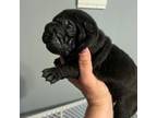 Chinese Shar-Pei Puppy for sale in Burlington, NC, USA