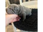 Chinese Shar-Pei Puppy for sale in Burlington, NC, USA